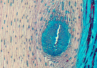 彩色組織切片 -TrueChrome HDMI 相機